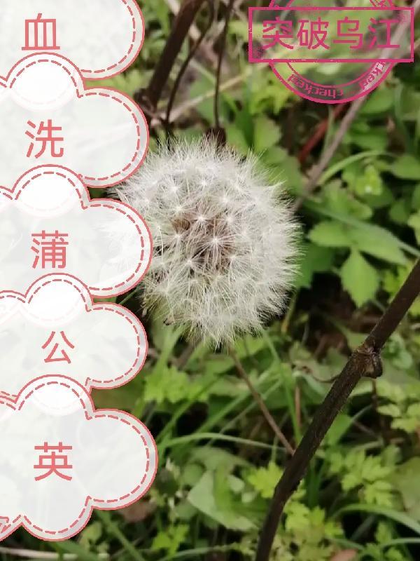 蒲公英洗手